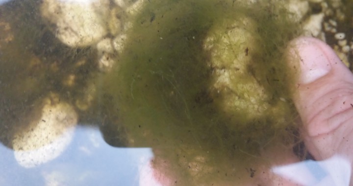 algen im teich